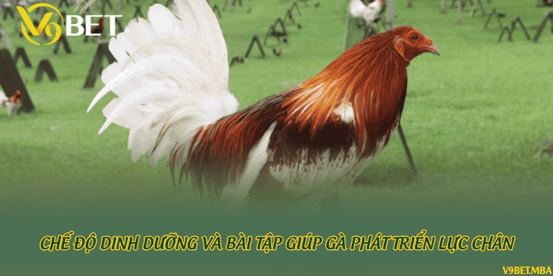 Chế độ dinh dưỡng và bài tập giúp gà phát triển lực chân