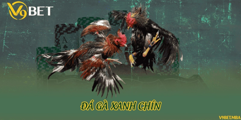 Đá gà xanh chín