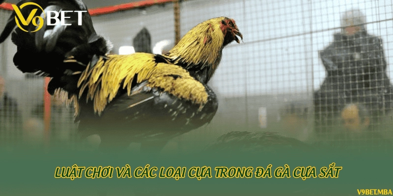 Luật chơi và các loại cựa trong đá gà cựa sắt